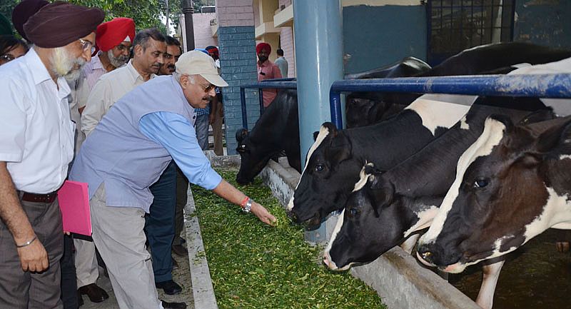 Sh. VP Singh Badnore, Governor of Punjab visited at Dairy Farm along with Dr Amarjit Singh Nanda, Vice-Chancellor on 21st Sept 2016